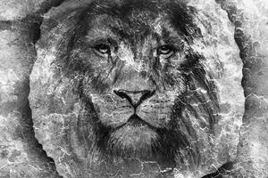 Tapeta lice lava u crno-bijelom dizajnu