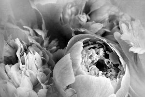 Tapeta crno-bijele latice cvijeta