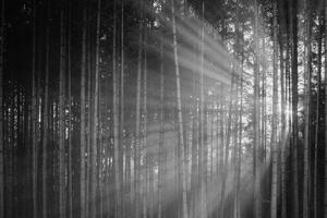 Fototapeta sunce iza stabala u crno-bijelom