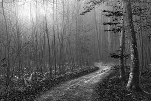 Fototapeta crno-bijeli puteljak u šumu