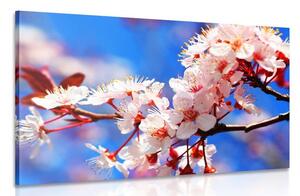 Slika cvijet trešnje