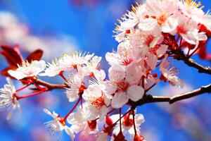 Slika cvijet trešnje