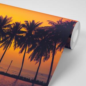 Tapeta zalazak sunca iznad palmi