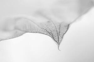 Fotografija A Dry Leaf the tip of a Hosta Plant, Nancybelle Gonzaga Villarroya, (40 x 26.7 cm)