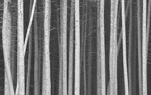 Umjetnička fotografija Black and White Pine Tree Trunks Background, ImagineGolf, (40 x 24.6 cm)