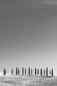 Fotografija Cypress Trees, Tuscany, StephenBridger, (26.7 x 40 cm)