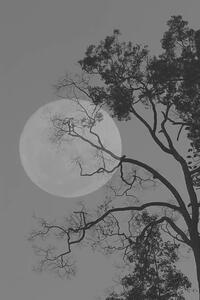 Fotografija Tree and the moon, bochimsang