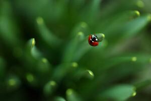 Fotografija Ladybug, Sanja Baljkas, (40 x 26.7 cm)