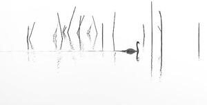 Fotografija Silhouette of Swan swimming through fish, RelaxFoto.de, (40 x 22.5 cm)