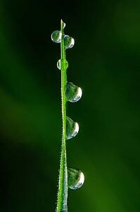 Fotografija Drops of dew, japedro, (26.7 x 40 cm)