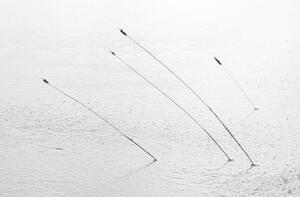 Fotografija Four reeds poking through the ice, Nick Fitzhardinge