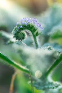 Fotografija Little grass flower with dew droplets, somnuk krobkum