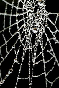 Fotografija Spider Web, samveitch, (26.7 x 40 cm)