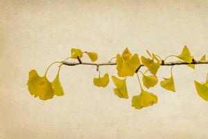 Fotografija Ginkgo biloba branch and leaves in autumn, Vicente Méndez, (40 x 26.7 cm)