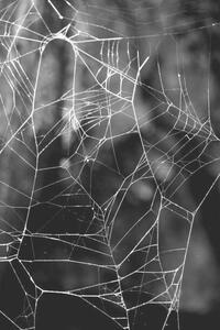 Fotografija Monochrome Web, Gary Rundle, (26.7 x 40 cm)
