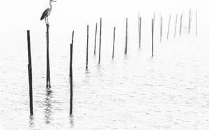 Fotografija Gray heron sitting on pole of fish trap in fog, RelaxFoto.de