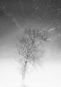 Umjetnička fotografija the tree and frozen soil in black and white, Alessandro Pianalto, (26.7 x 40 cm)