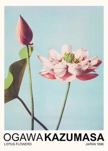 Reprodukcija umjetnosti Lotus Flowers (Japandi Florals) - Ogawa Kazumasa, (30 x 40 cm)