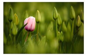 Slika na platnu - Ružičasti tulipan cvjeta 101A (60x40 cm)
