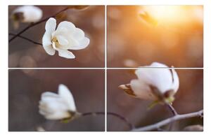 Slika na platnu - Prekrasna bijela magnolija 102C (150x100 cm)
