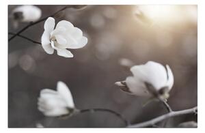 Slika na platnu - Prekrasna bijela magnolija 102FA (60x40 cm)