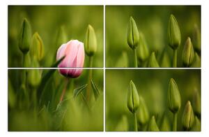 Slika na platnu - Ružičasti tulipan cvjeta 101E (90x60 cm)