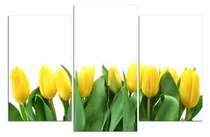 Slika na platnu - Žuti tulipani 103C (90x60 cm)
