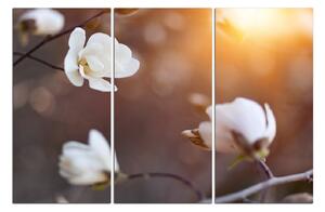 Slika na platnu - Prekrasna bijela magnolija 102B (120x80 cm)