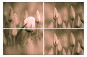 Slika na platnu - Ružičasti tulipan cvjeta 101FE (90x60 cm)