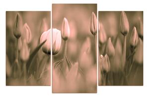 Slika na platnu - Ružičasti tulipan cvjeta 101FC (120x80 cm)