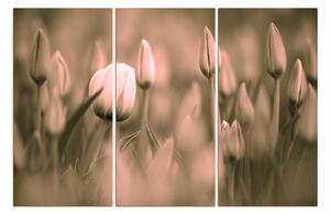 Slika na platnu - Ružičasti tulipan cvjeta 101FB (90x60 cm )
