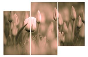 Slika na platnu - Ružičasti tulipan cvjeta 101FD (90x60 cm)