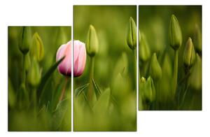 Slika na platnu - Ružičasti tulipan cvjeta 101D (90x60 cm)