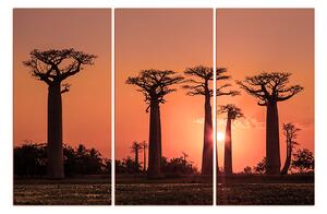 Slika na platnu - Baobabi 105FB (90x60 cm )