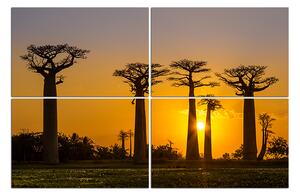 Slika na platnu - Baobabi 105C (120x80 cm)