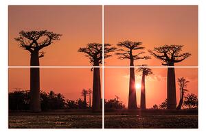 Slika na platnu - Baobabi 105FC (90x60 cm)