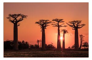 Slika na platnu - Baobabi 105FA (100x70 cm)