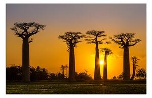 Slika na platnu - Baobabi 105A (90x60 cm )
