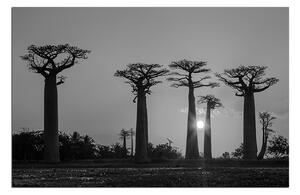 Slika na platnu - Baobabi 105ČA (90x60 cm )