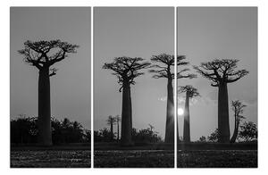 Slika na platnu - Baobabi 105ČB (150x100 cm)