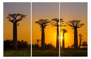 Slika na platnu - Baobaby 105B (90x60 cm )