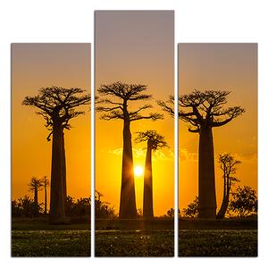 Slika na platnu - Baobabi u zalasku sunca - kvadrat 305C (75x75 cm)