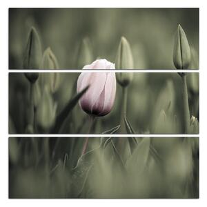 Slika na platnu - Ružičasti cvjetajući tulipan - kvadrat 301FC (75x75 cm)