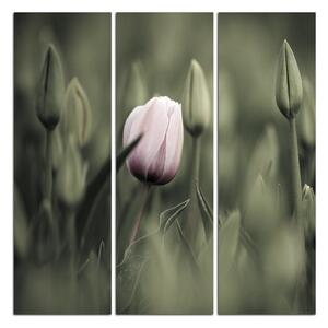 Slika na platnu - Ružičasti cvjetajući tulipan - kvadrat 301FB (75x75 cm)