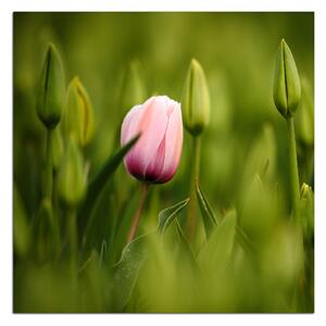 Slika na platnu - Ružičasti cvjetajući tulipan - kvadrat 301A (50x50 cm)