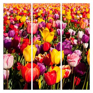 Slika na platnu - Polje tulipana - kvadrat 304B (75x75 cm)