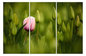 Slika na platnu - Ružičasti tulipan cvjeta 101B (90x60 cm )