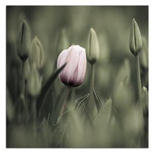 Slika na platnu - Ružičasti cvjetajući tulipan - kvadrat 301FA (50x50 cm)