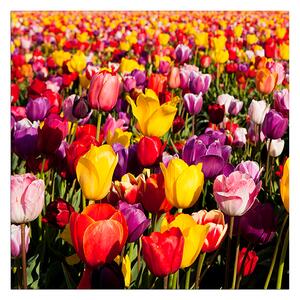 Slika na platnu - Polje tulipana - kvadrat 304A (50x50 cm)