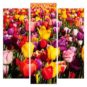 Slika na platnu - Polje tulipana - kvadrat 304C (75x75 cm)